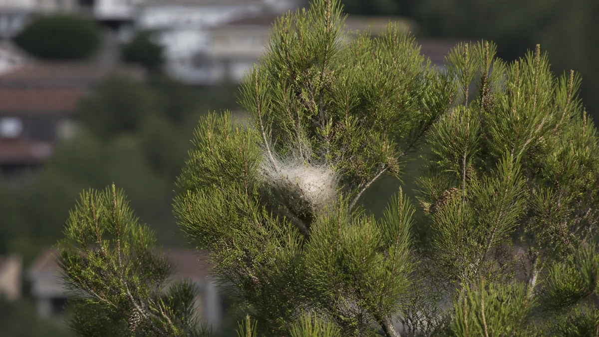 Bolsón de procesionaria visible en la copa de un pino de jardín