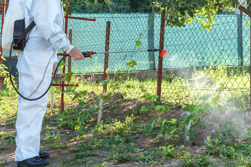Tratamiento de la procesionaria en Terrassa — BioCare